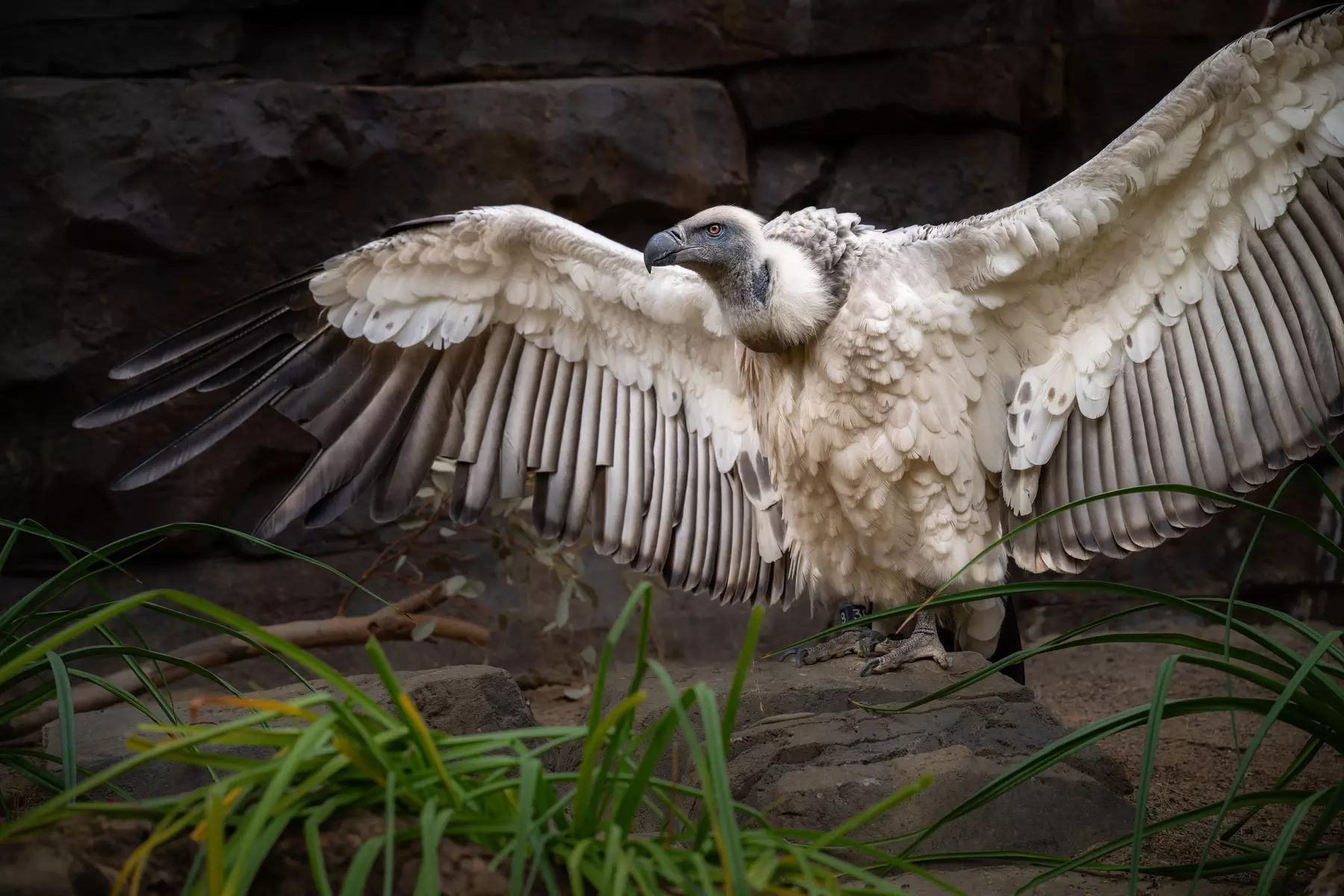 LA Zoo Admission - Explore Incredible Wildlife at the Los Angeles Zoo