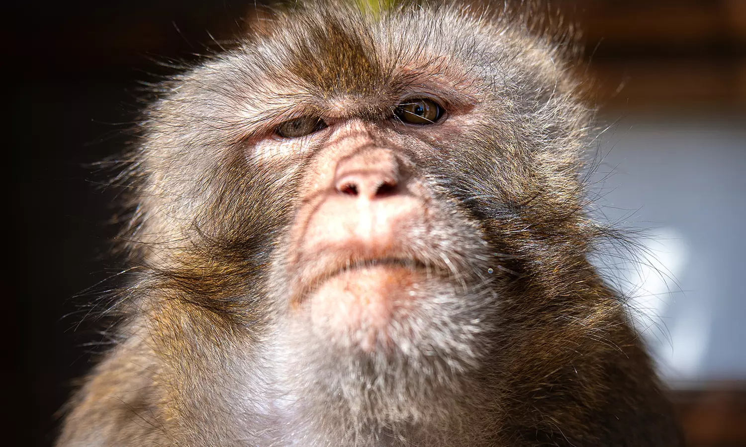 Entrées adulte et enfant au choix au Zoo Refuge La Tanière