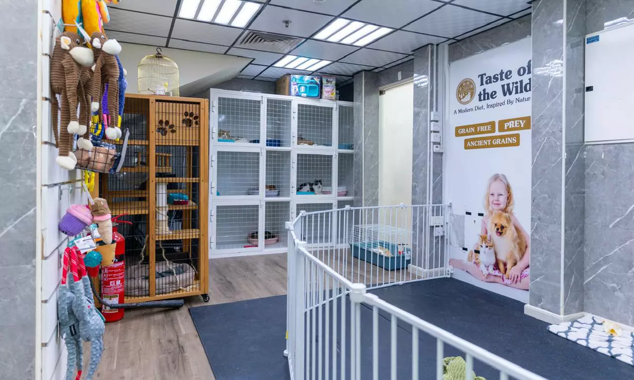 Pamper Cat or Small, Medium, Large or Extra Size Dog Full Pet Grooming