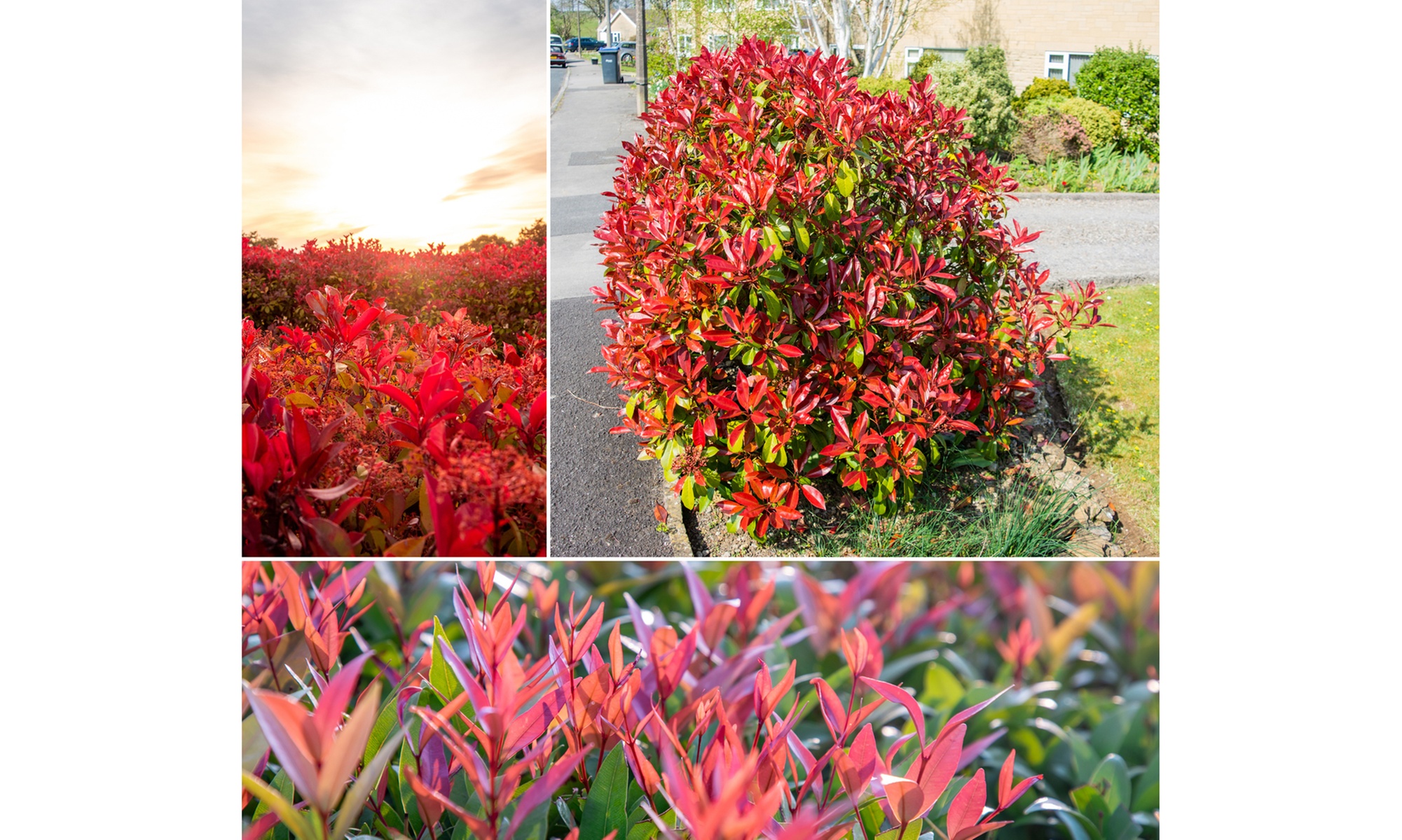 3 ou 6 plants de photinia fraseri "Red Robin"