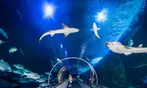 Aquarium of the Bay Ticket Deals & Discounts