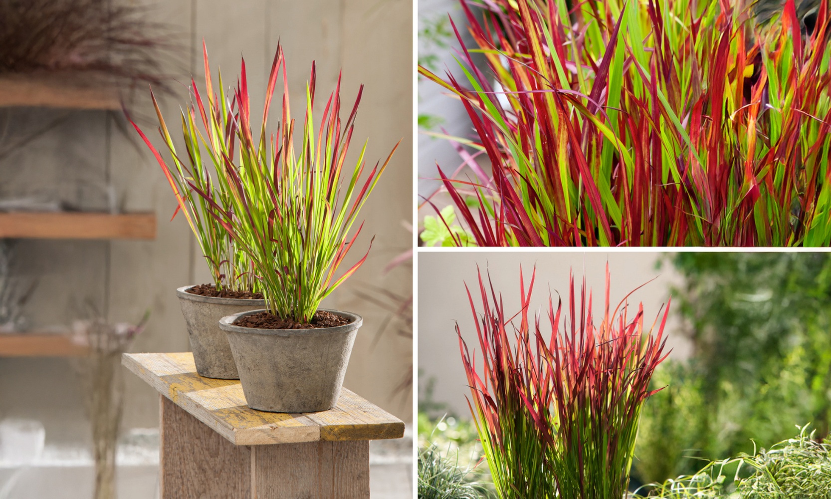 Set de 4 ou 8 graminées ornementales "Red Baron" de Gardenzo