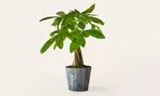 ProFlowers Deal: Same-Day Plant Delivery Discount Up to 45% Off