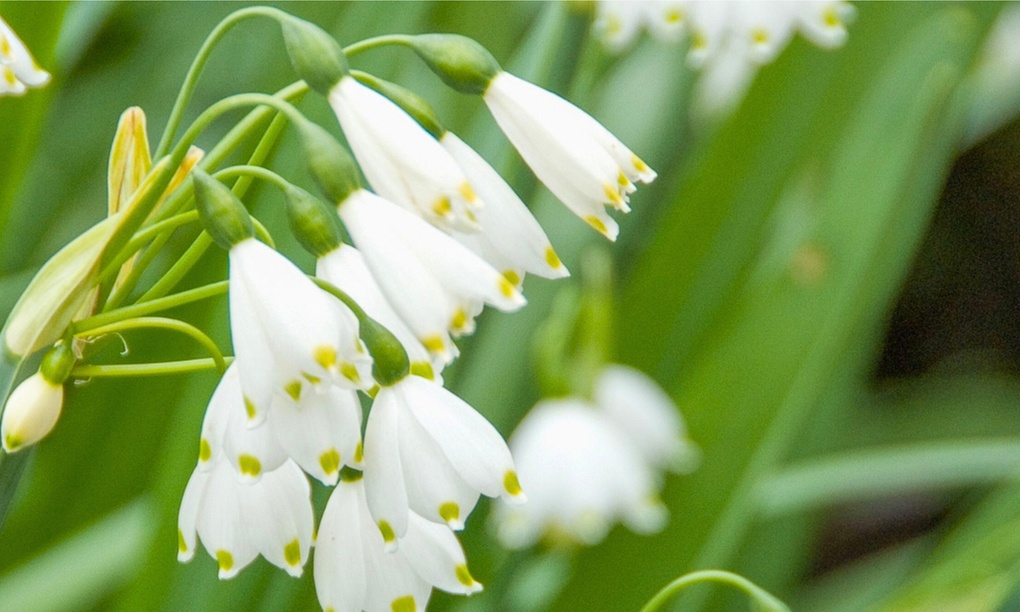 20 oder 40x Sommer-Schneeglöckchen-Blumenzwiebel „Leucojum aestivum
