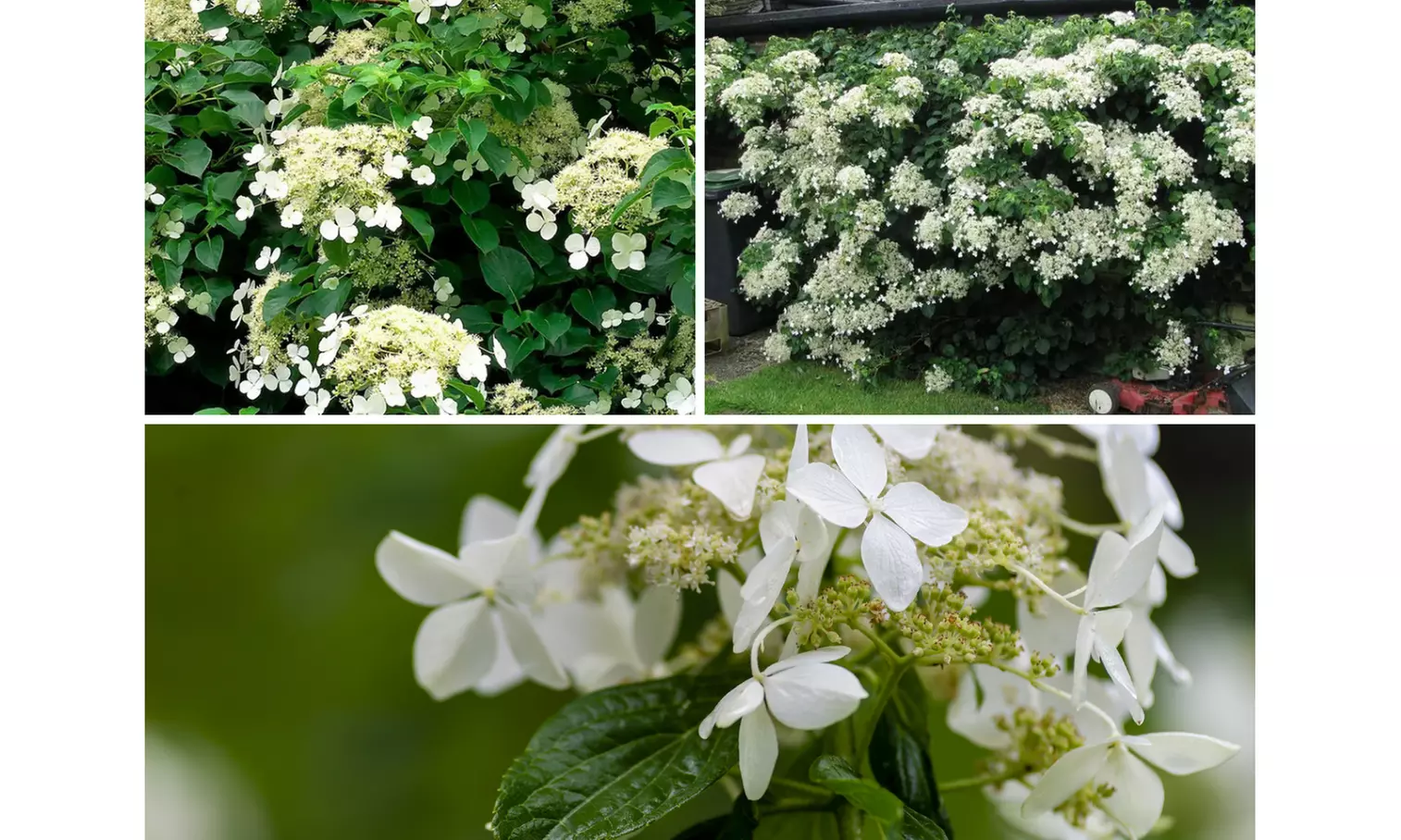 Klimhortensia Hydrangea Petiolaris
