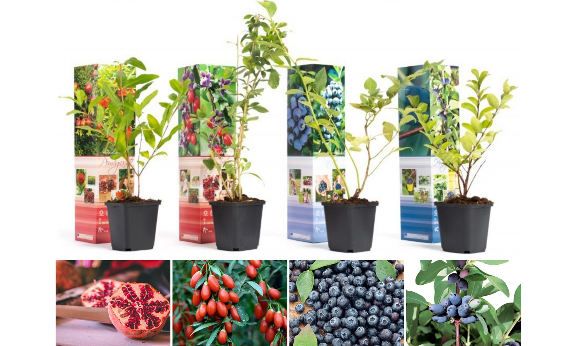 Set di 4 o 8 piante da frutto per frullati vitaminici