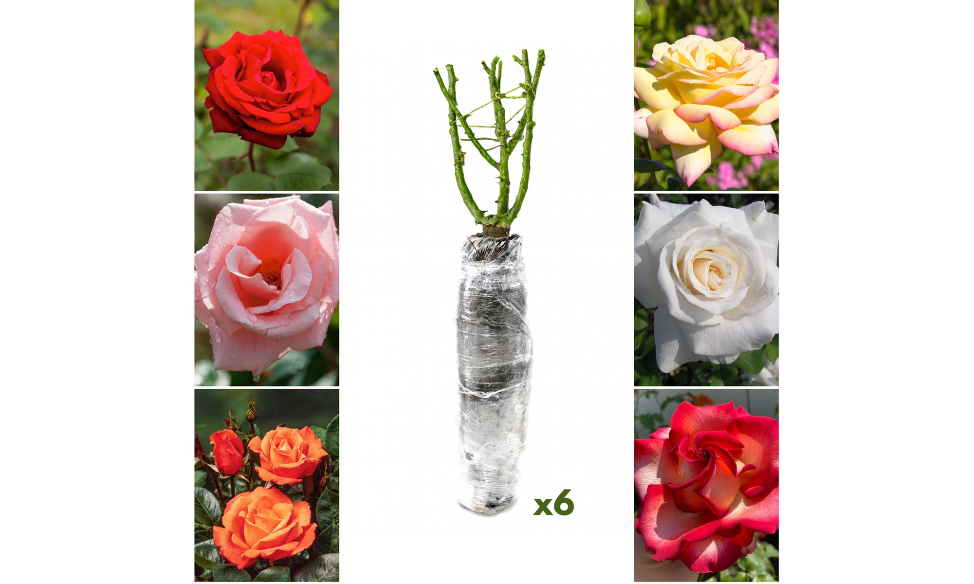 Set di 3 o 6 rose olandesi a fiore grande