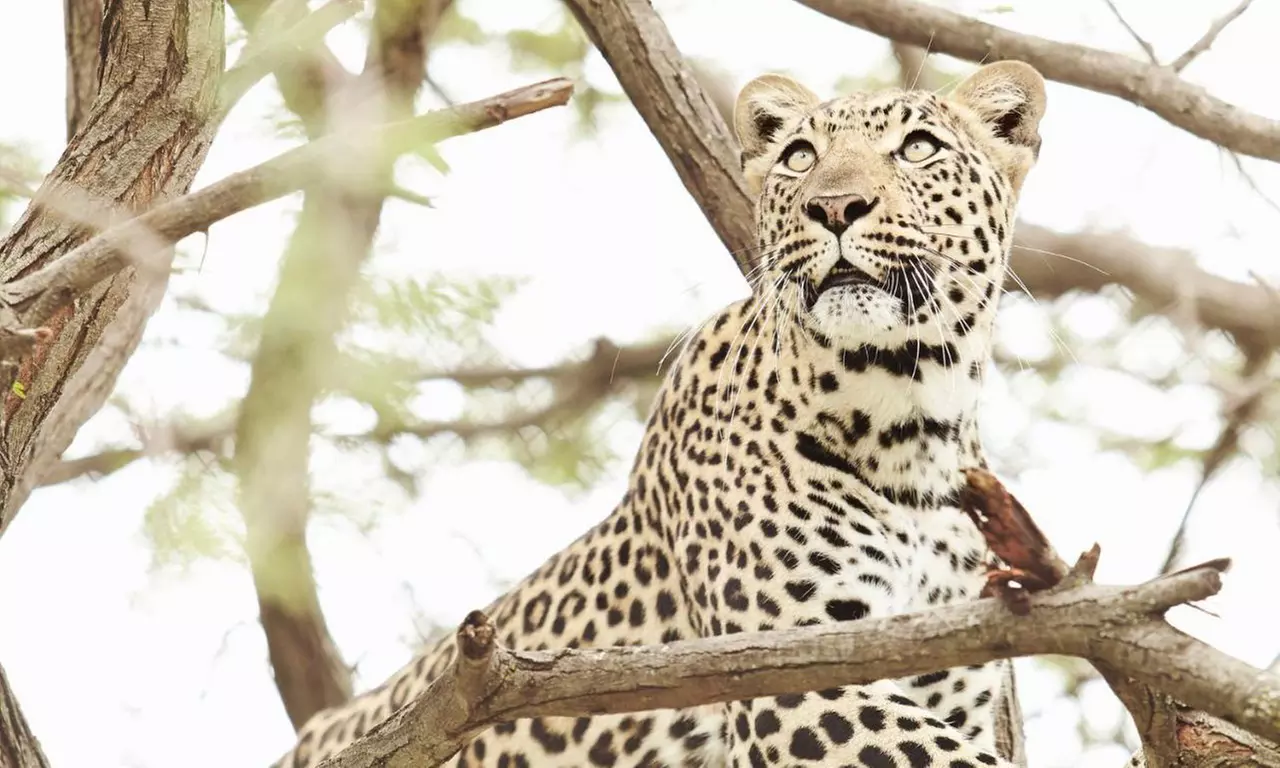 Hoedspruit: 5-7-Night Escape at Vuyani River Lodge with Daily Safaris