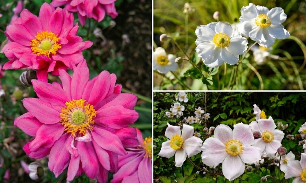 Japanese Anemone Mixed Collection of 6, 9, or 12 Plants