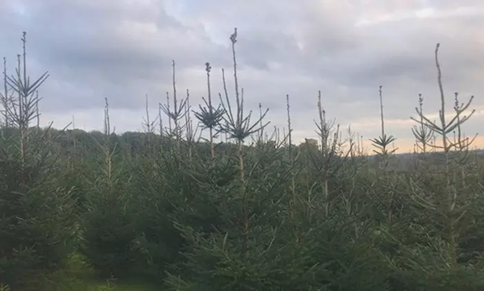 Weihnachtsbaum-Abenteuer: Blaufichte fällen & Glühwein/Punsch