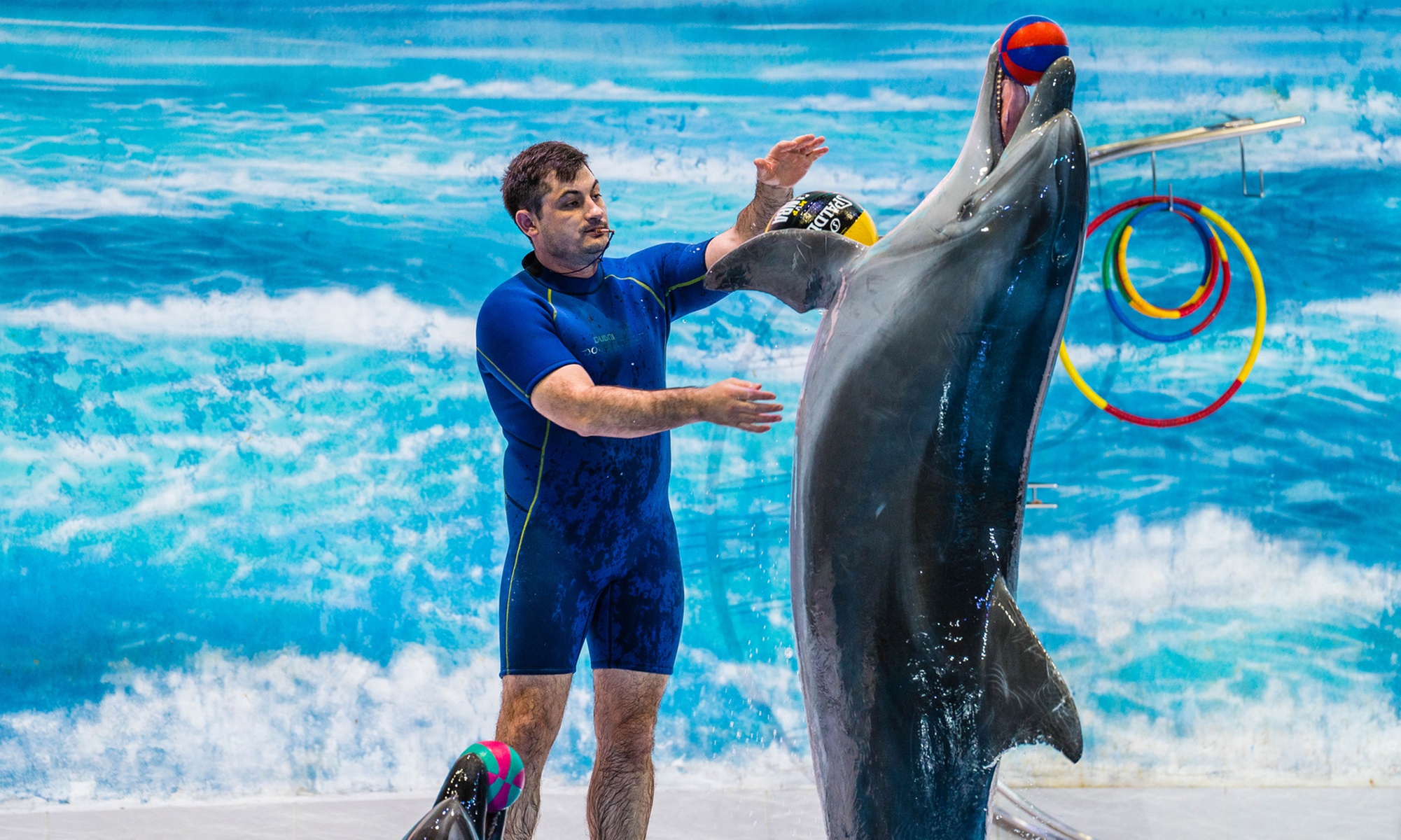 Enjoy Painting Dolphins, Juggling Seals, & Exotic Birds in Action