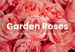 Rosaholics Deal: Up to 57% Off Garden & Peony-Style Roses