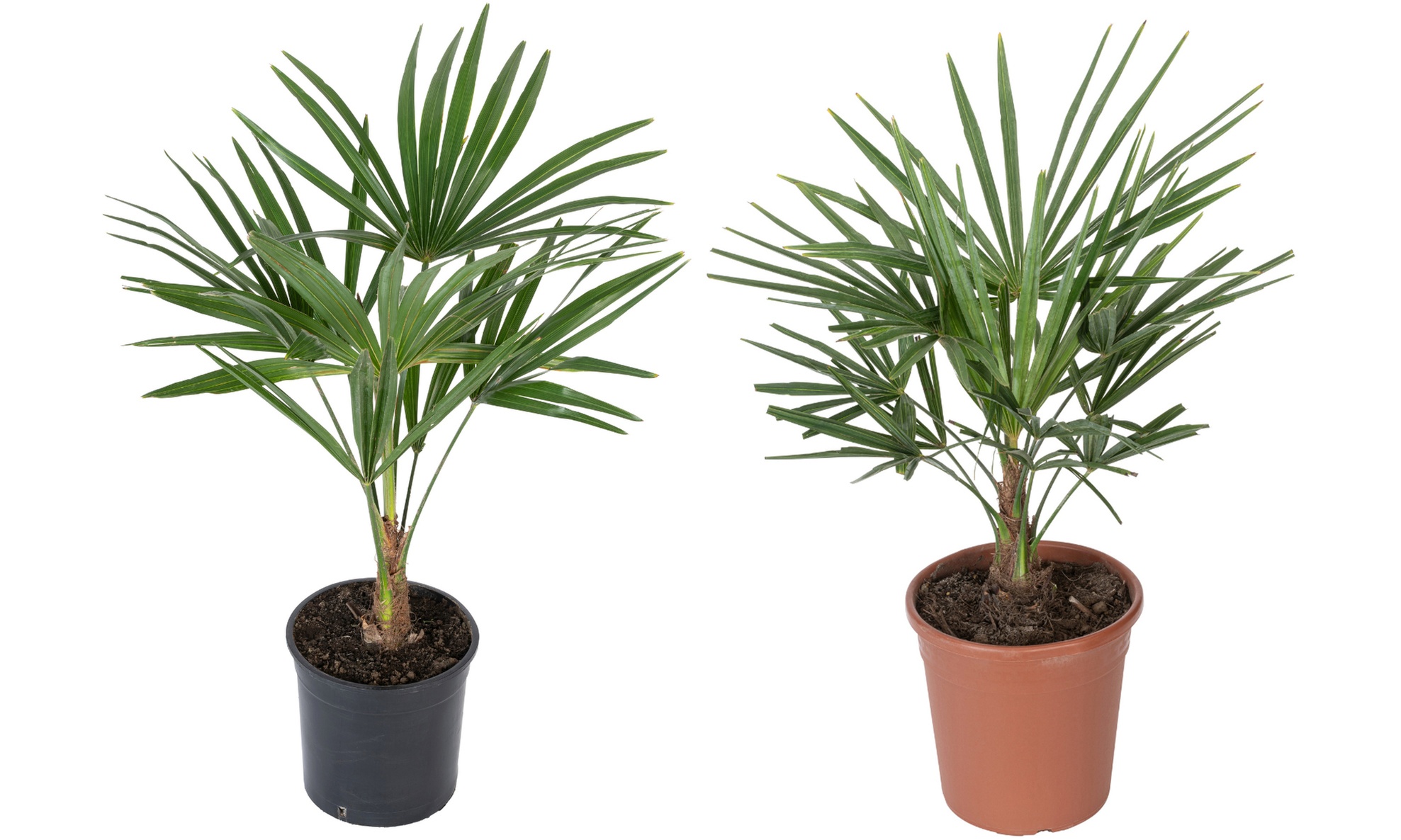 1 ou 2 palmiers "Trachycarpus fortunei" de Gardenzo