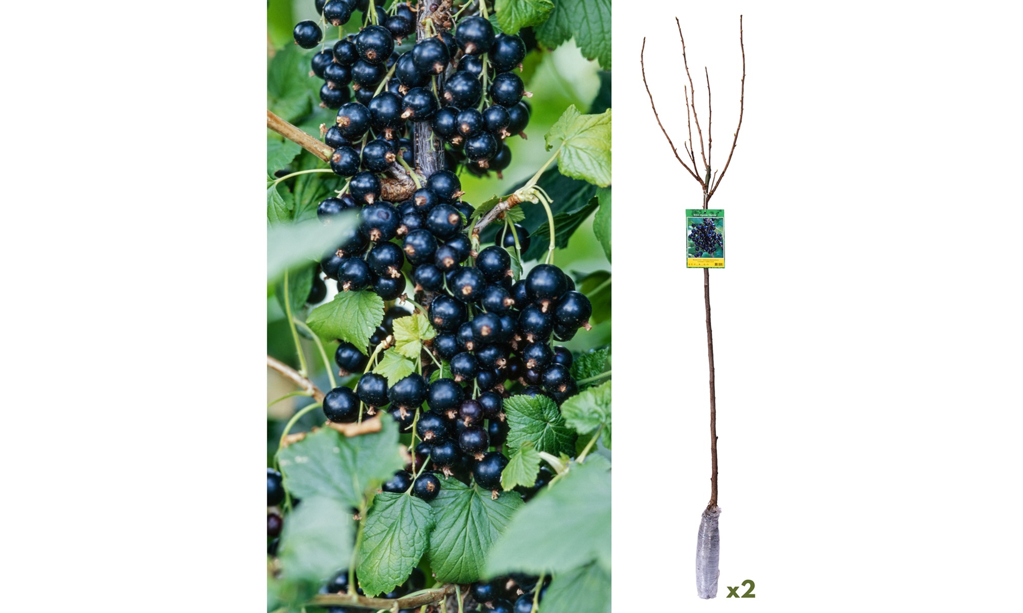 Set di 2 piante di ribes nero