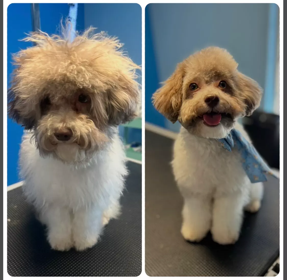 Full Service or Doodle/Poodle Full Service Grooming Package for Dogs!