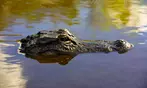 Everglades Airboat Tour Deals – Discount Wildlife Adventure Coopertown