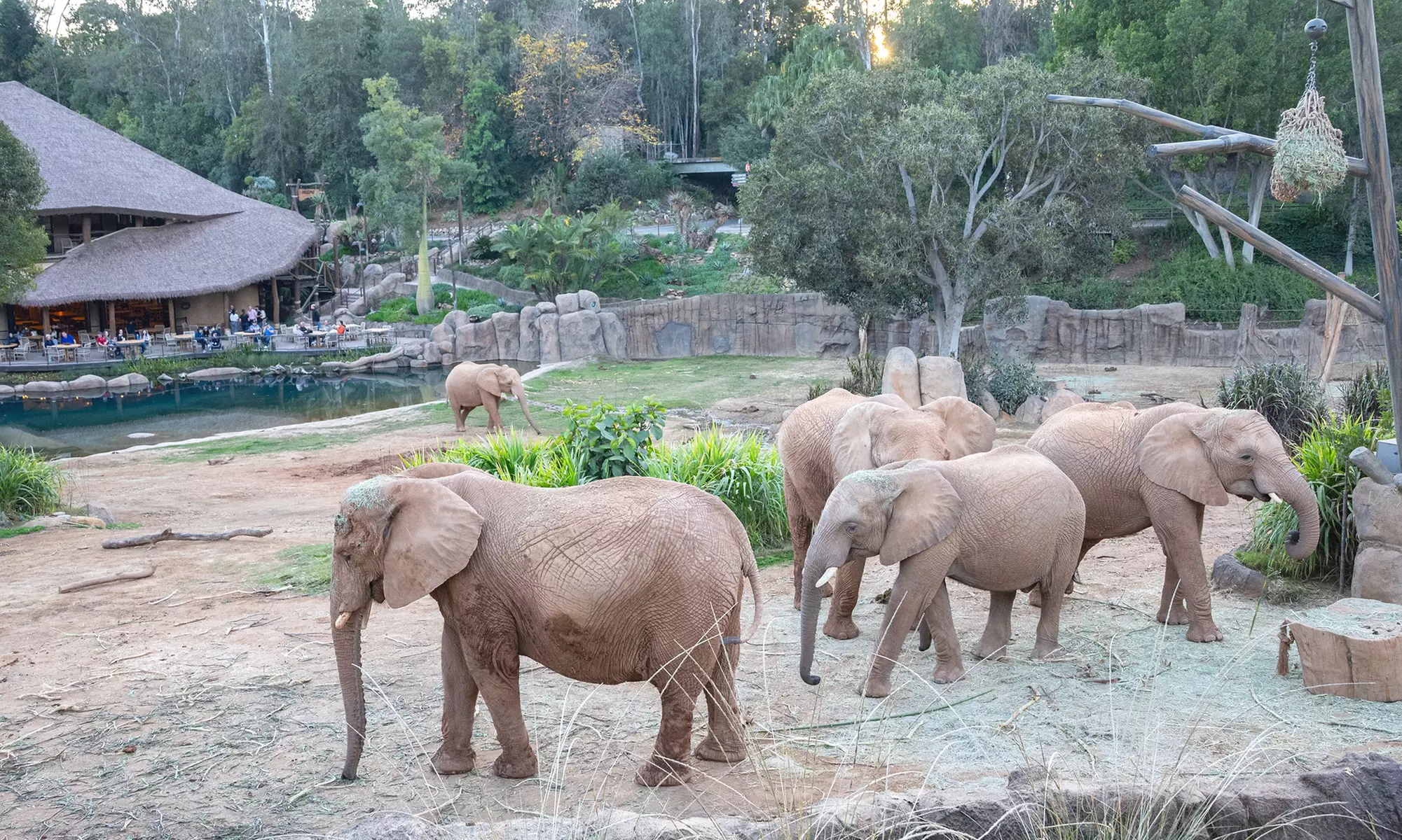 San Diego Zoo Safari Park Tickets