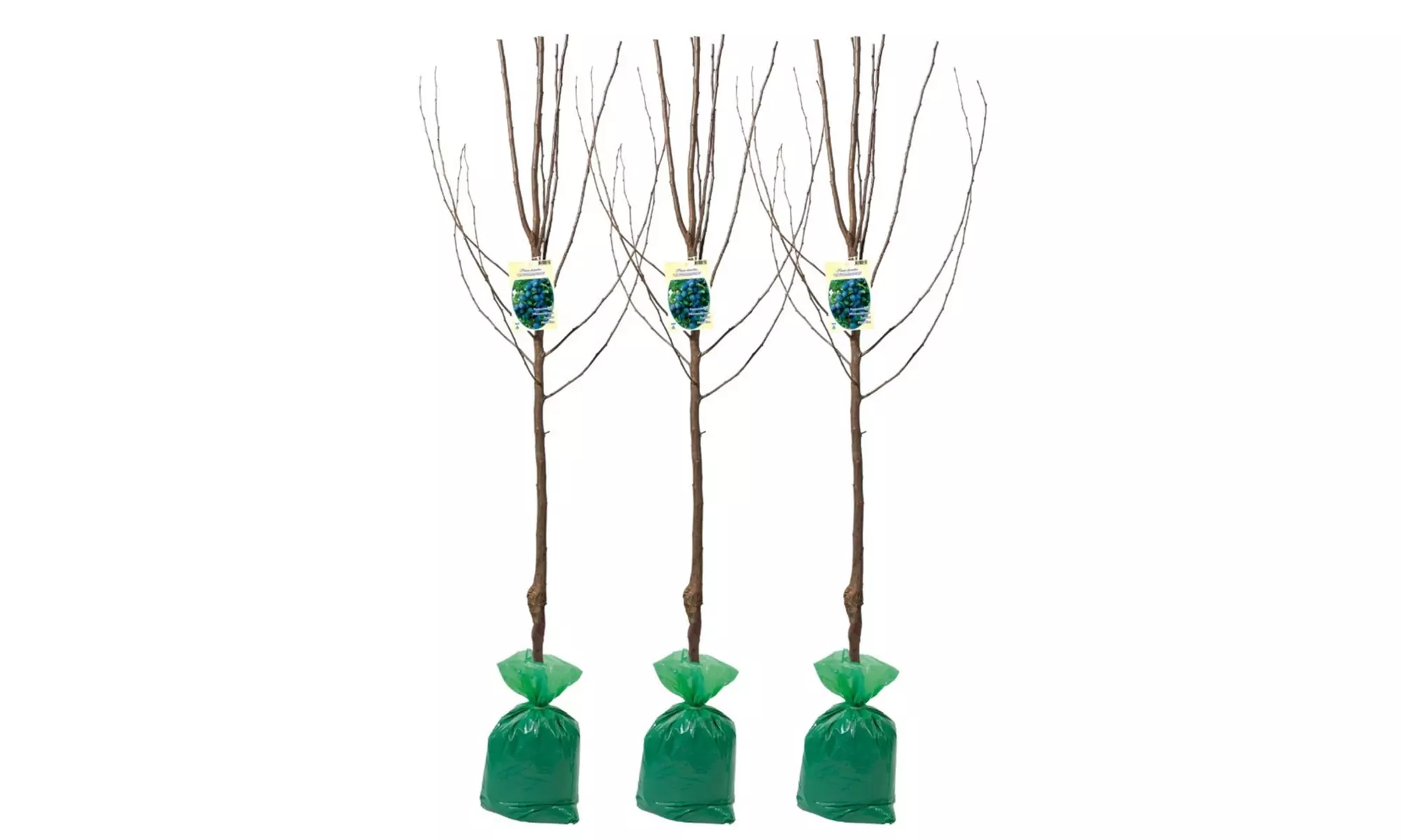Set van 3 pruimenbomen 'Prunus domestica'