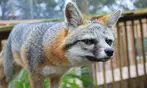 Experience Wildlife - Admission to North Florida Wildlife Center