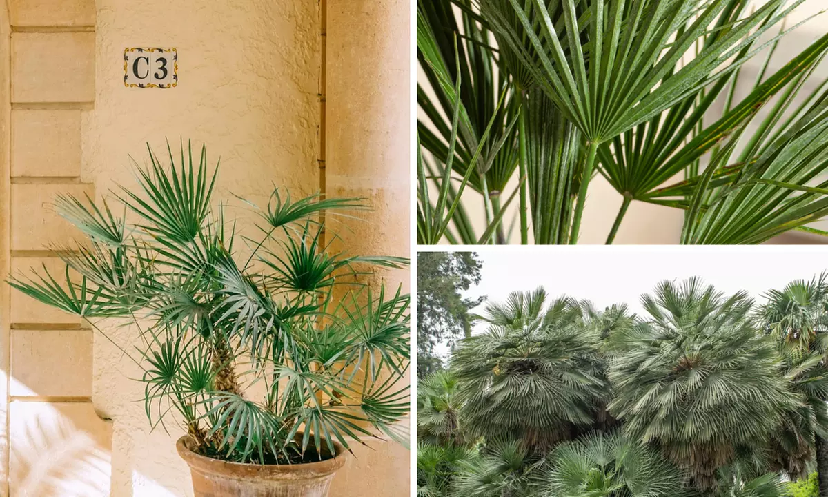 Set van 1 of 2 Europese Dwergpalmen