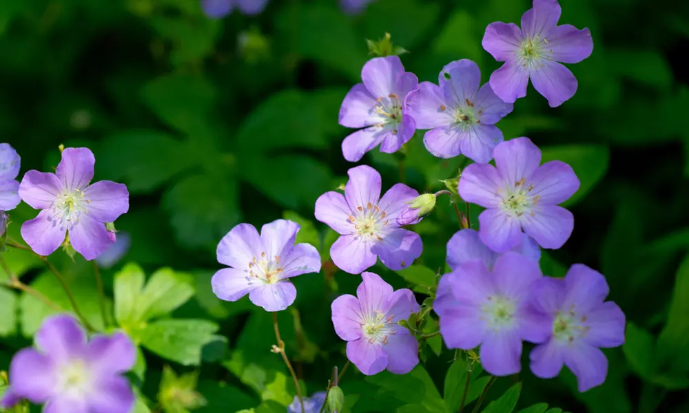 Mehrjähriges Set „Lila“ mit 8 Pflanzen