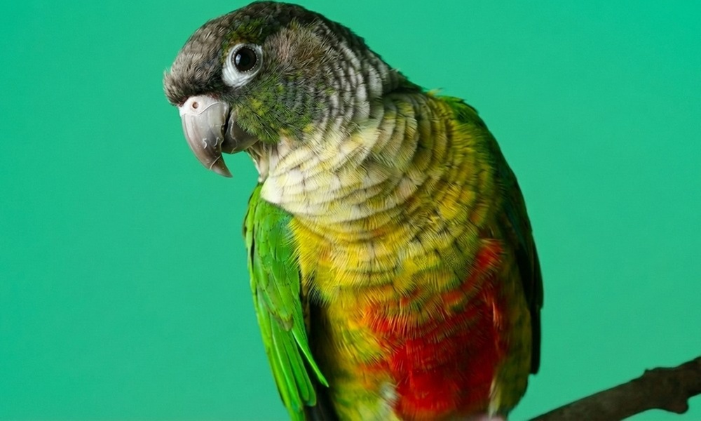 Professional Pet Photoshoot & Fine Art Print to Cherish Your Bond