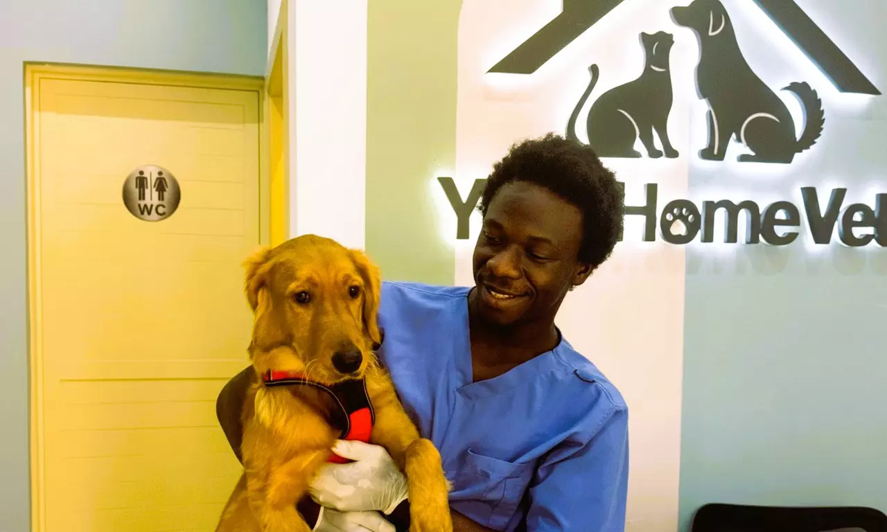 Cat or Small, Medium, Large or X-Large Dog Basic or Full Grooming