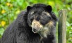 Découvrez plus de 300 animaux au zoo de Maubeuge