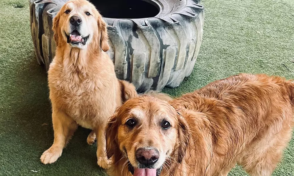 3 or 7-Night Dog Boarding Stay with Playtime & Personalized Care