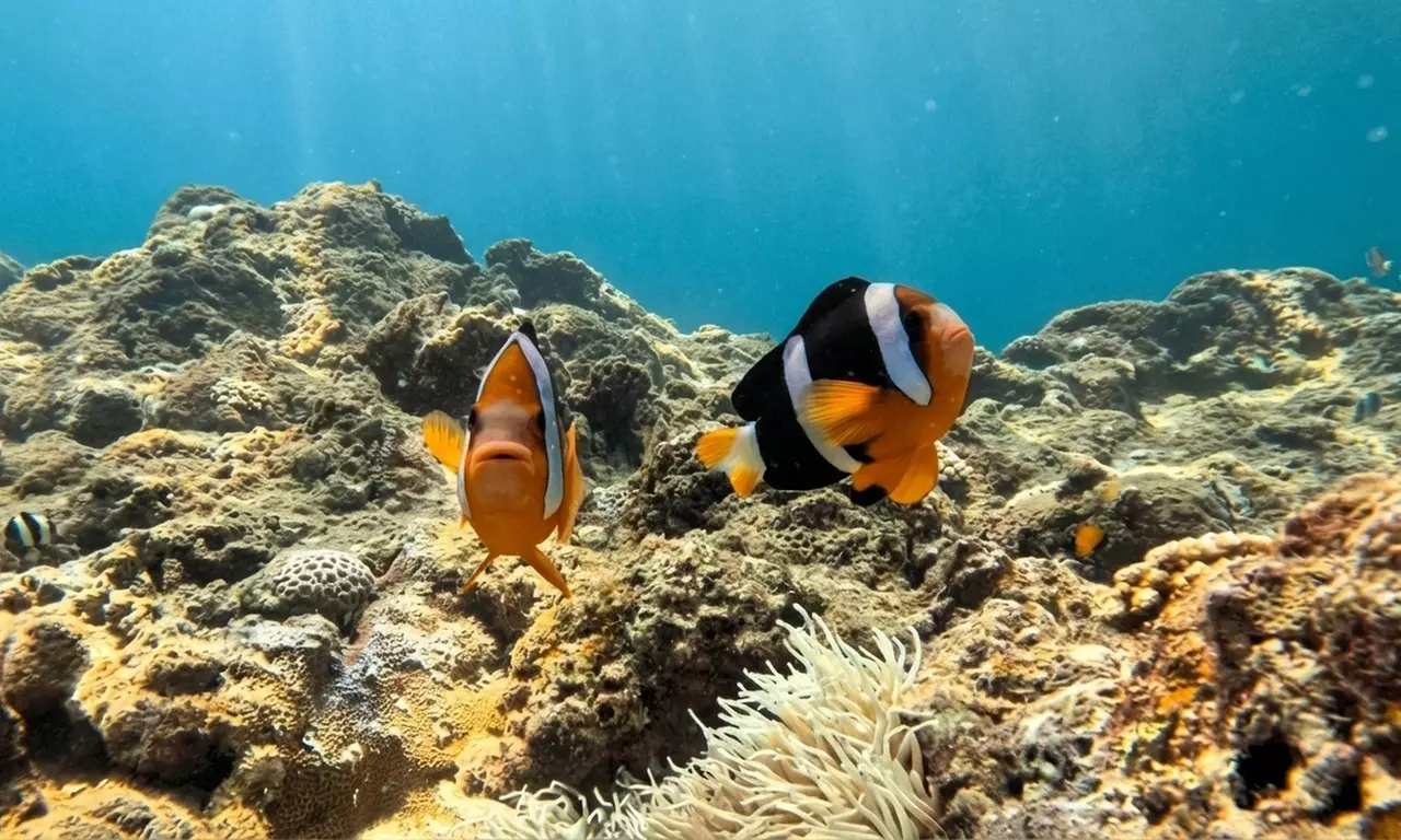 Basic Try Dive Including Equipment or Scuba Diving for One or Two