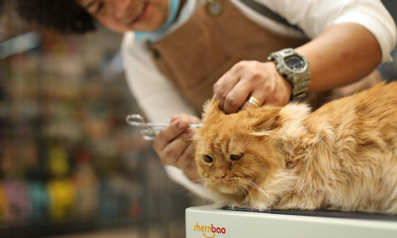 Full and Basic Grooming Options for Dogs and Cats