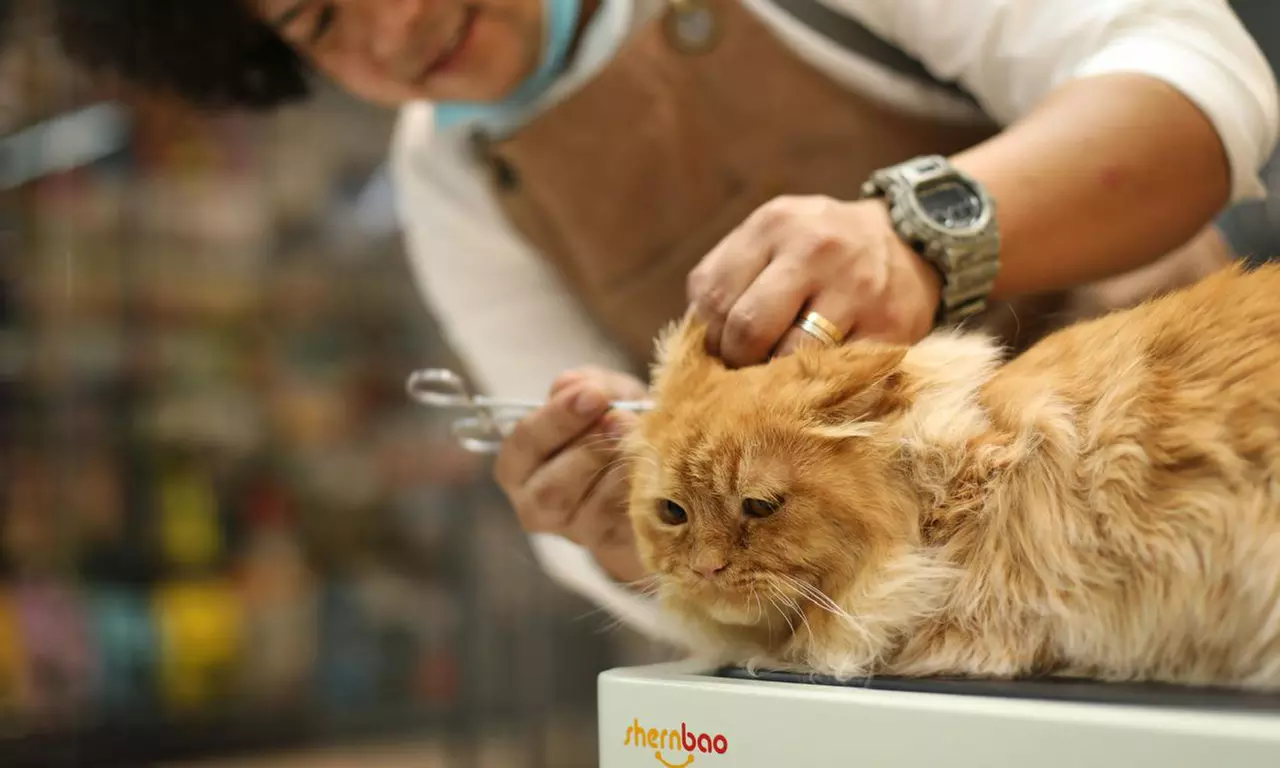 Full and Basic Grooming Options for Dogs and Cats