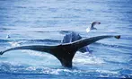 Whale Watching Adventure - Gloucester