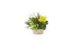 Great Discounts on All Plant Arrangements - No Restrictions!
