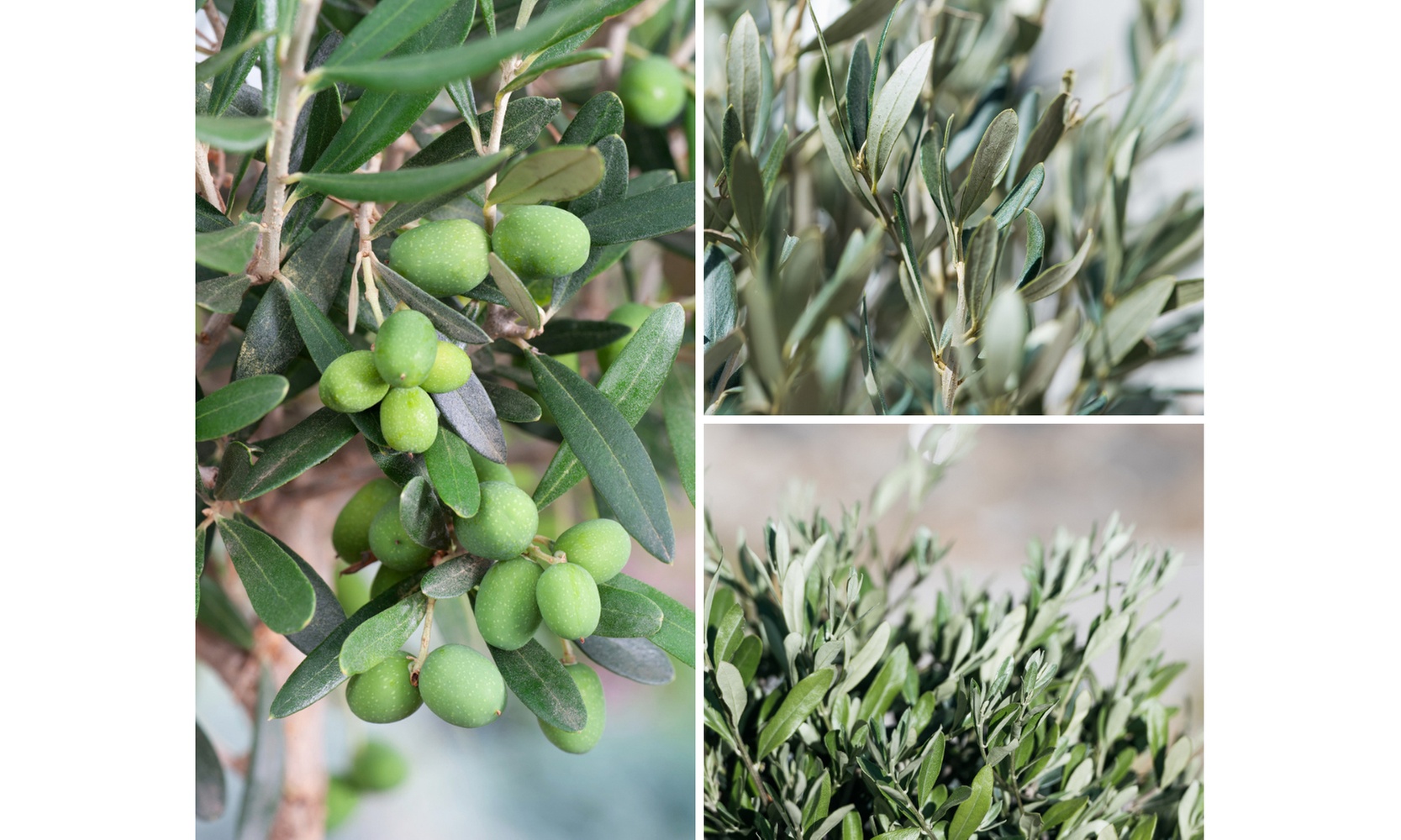 1 o 2 alberi di ulivo XL