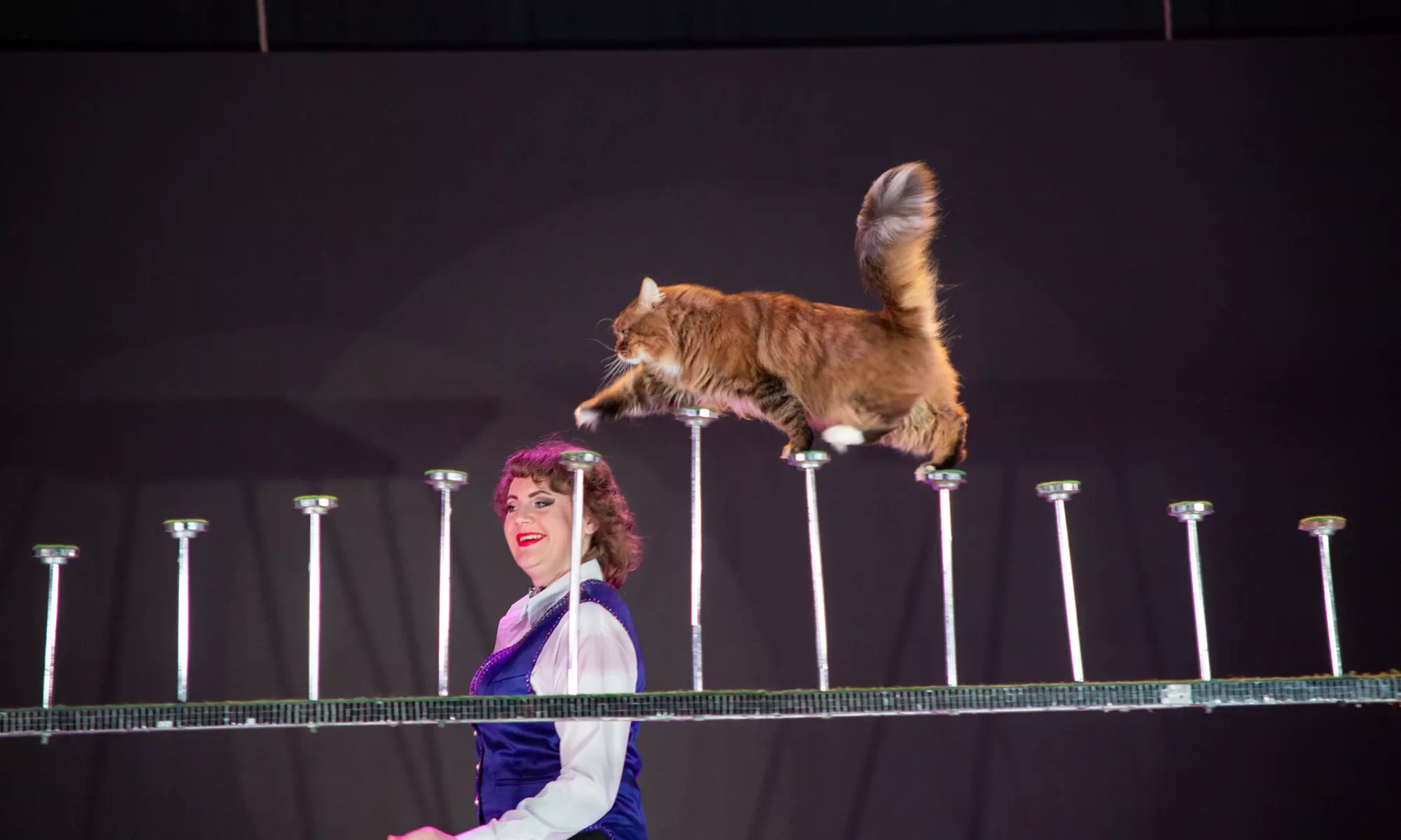 1 Ticket für den Ludwigshafener Weihnachtscircus vom 22.12. bis 03.01.