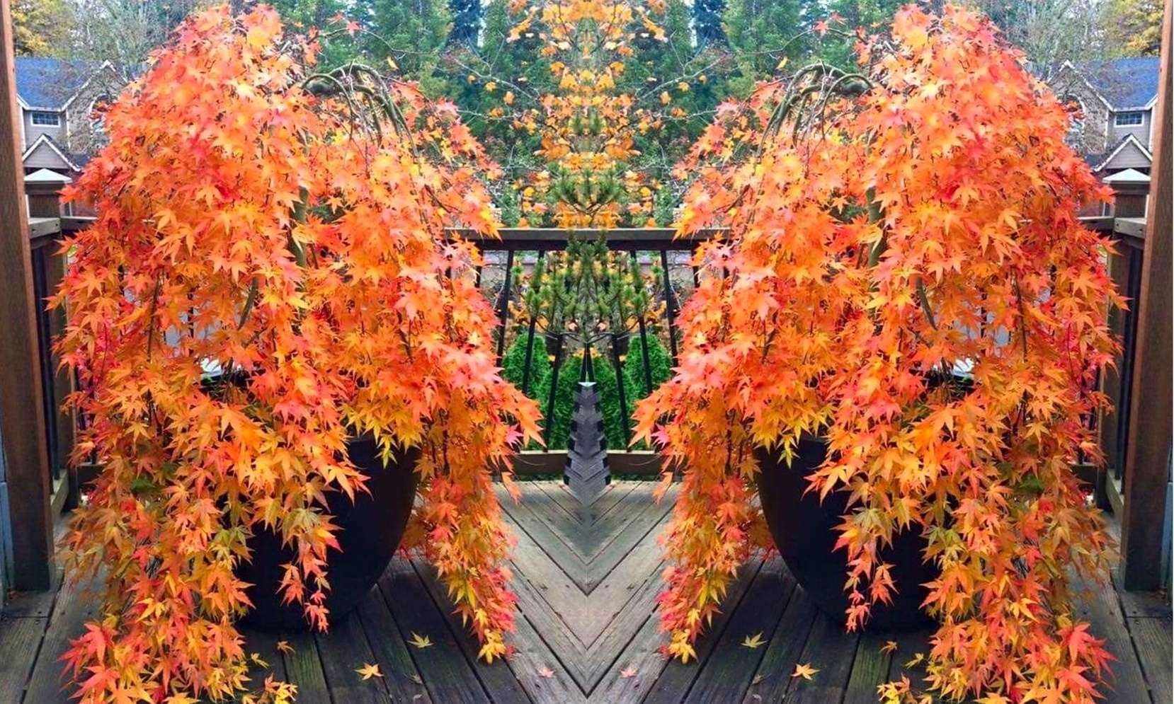 1x oder 2x Fächerahorn ‘Orange Lace’