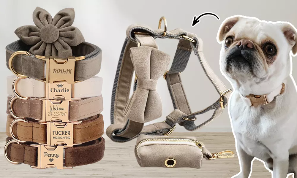 Personalisierbares Haustier-Halsband mit integriertem Namensschild