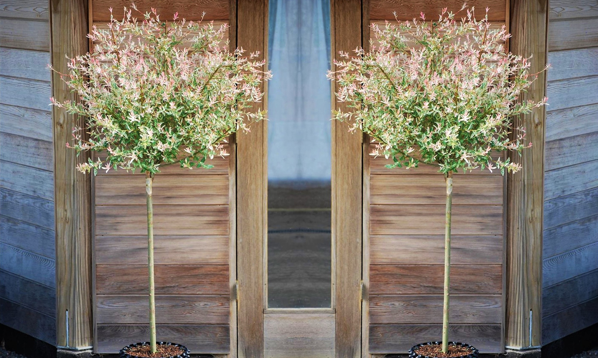 2x oder 4x Salix Flamingo Gartenpflanze