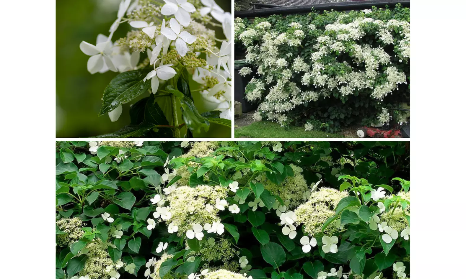 Klimhortensia Hydrangea Petiolaris