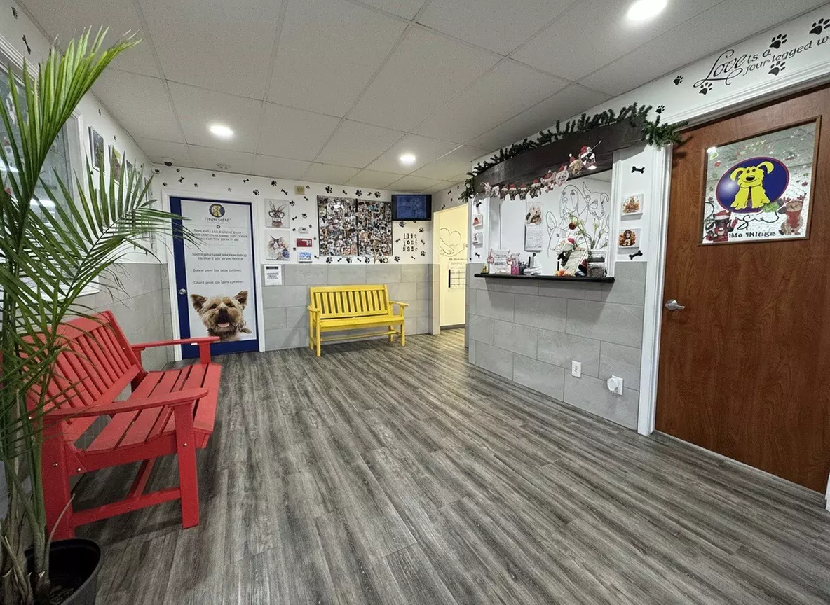 Full Service or Doodle/Poodle Full Service Grooming Package for Dogs!