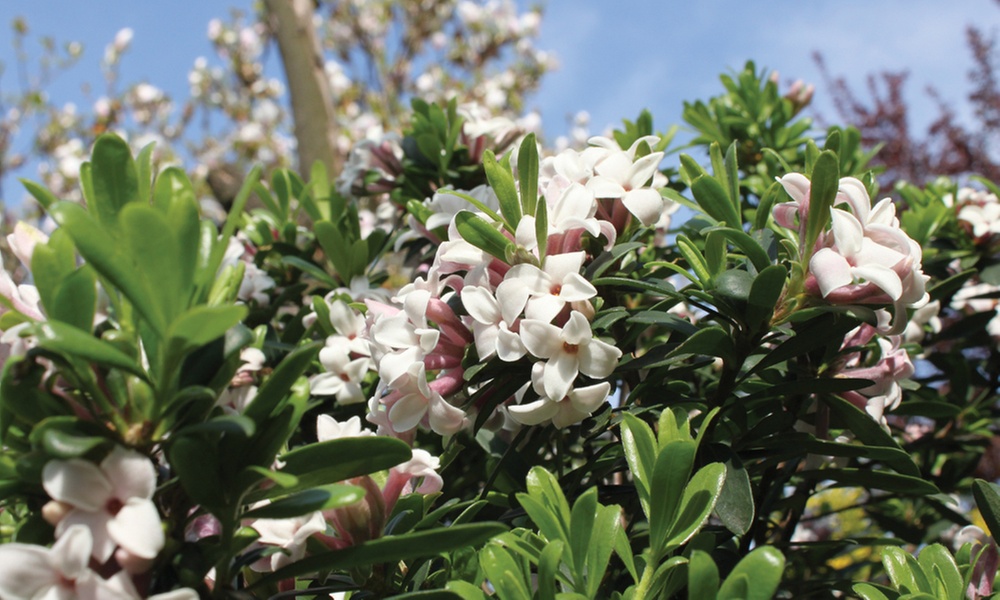 Scented Daphne Transatlantica Fragrance - 1, 2 or 3 Potted Plants