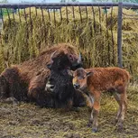 African Safari Wildlife Park: Drive & Walk-Thru Safari w/ 400+ Animals