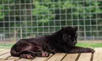 40% Off Zoo Admission or VIP Experience at Georgia Untamed Zoo