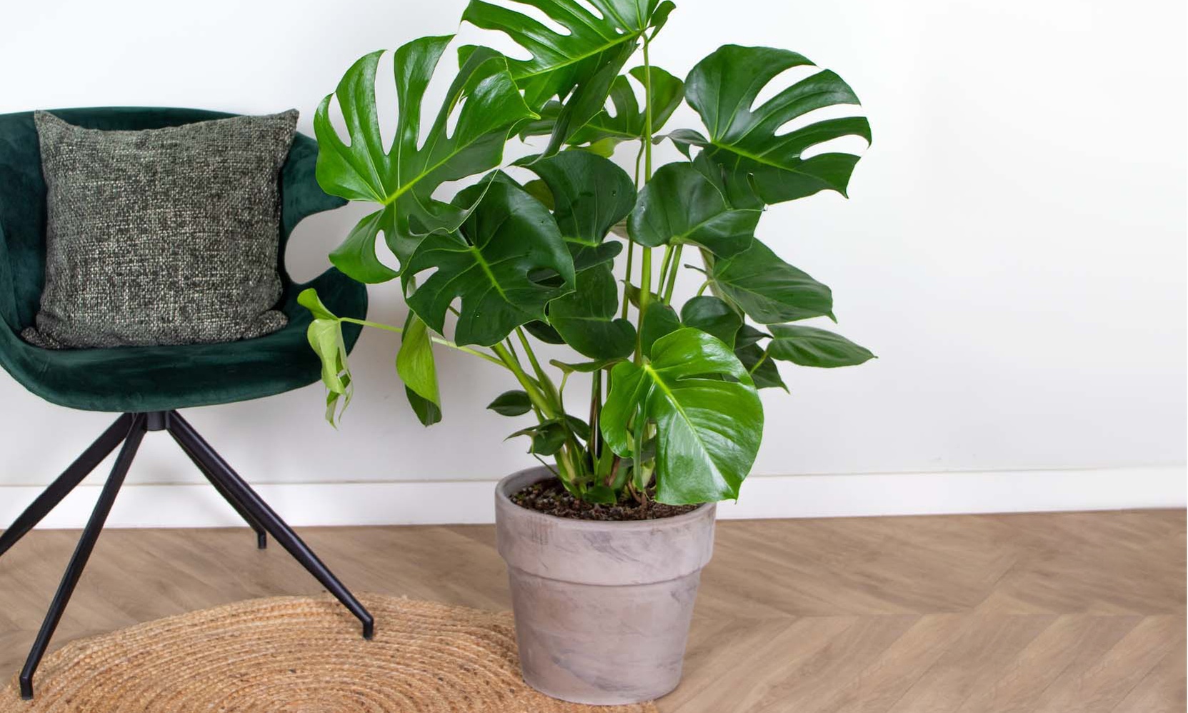 1 o 2 piante Monstera Deliciosa