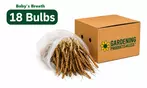 Flower Bulb Collections: Bleeding Hearts, Baby's Breath, Gladiolus, Bee & Butterfly Garden