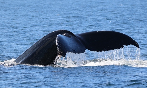 Whale watching tour