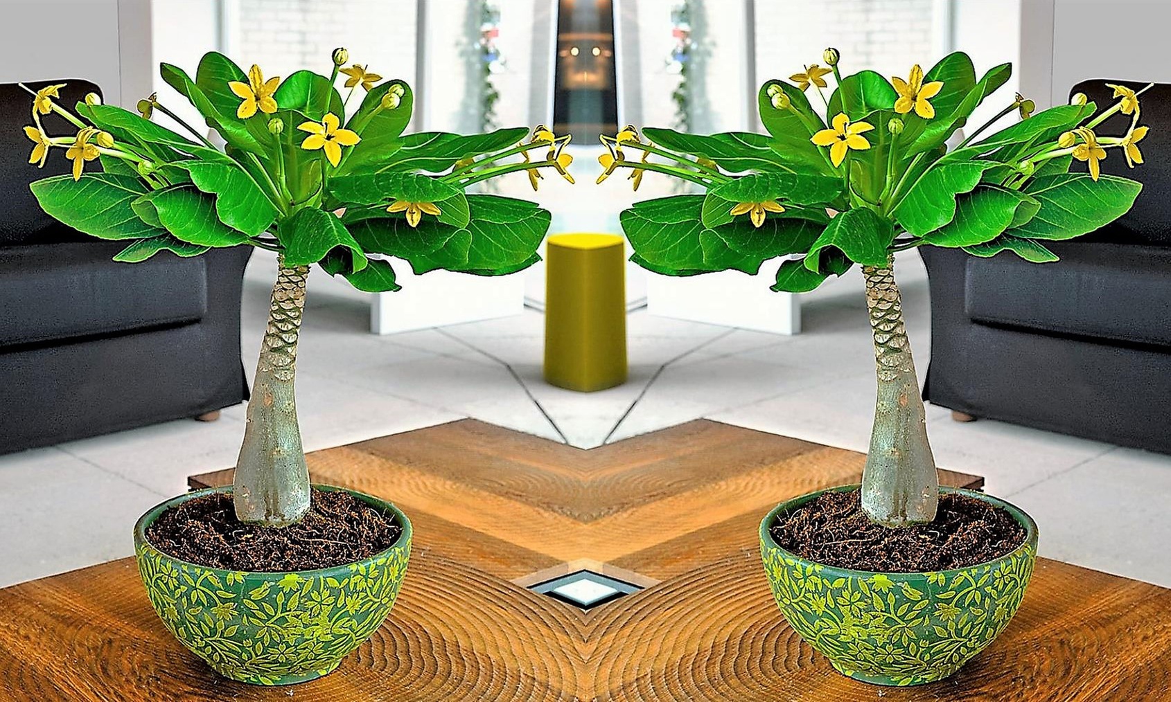 1x oder 2x Vulkanpalme (Brighamia insignis)