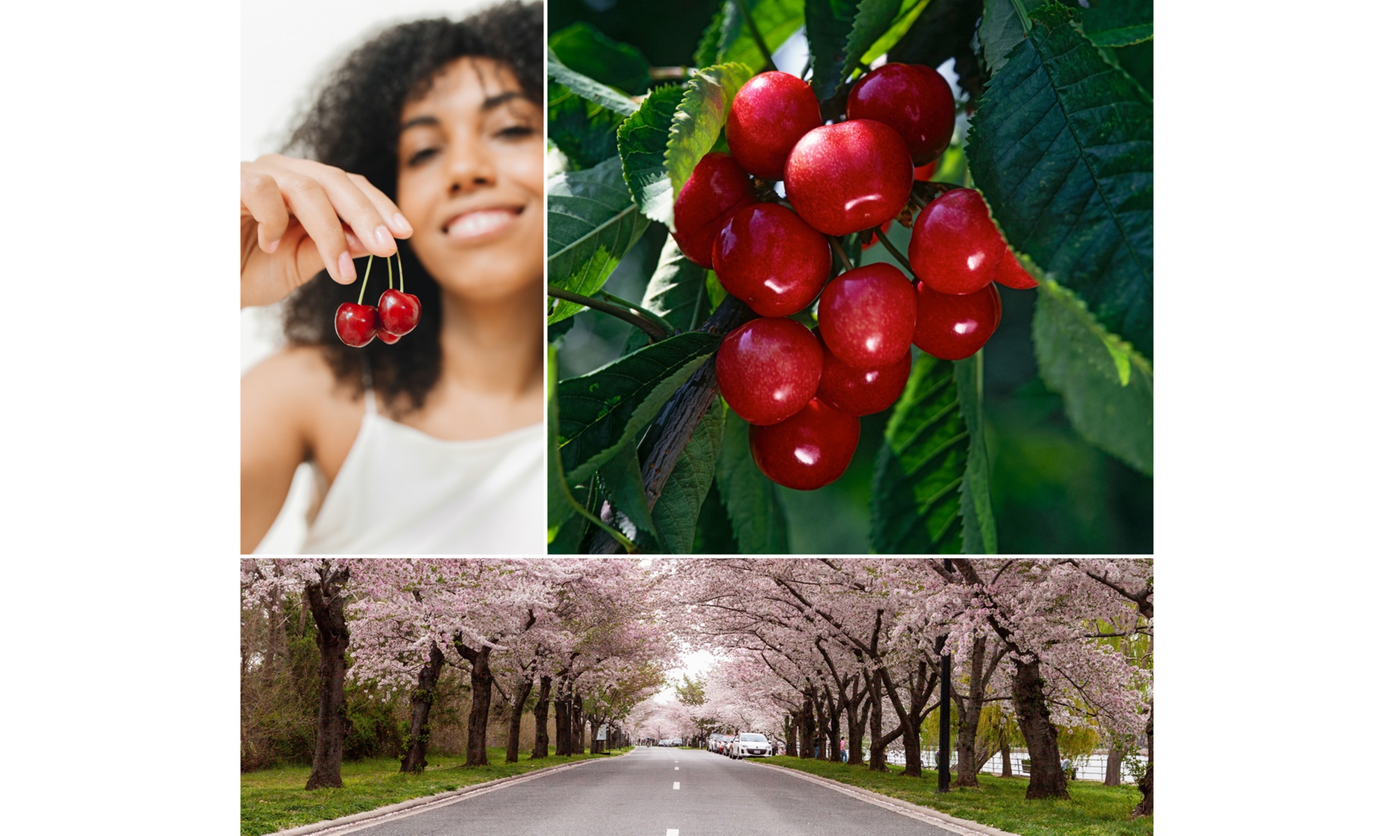 Ensemble de 3 cerisiers "griottes"