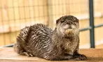 40% Off Zoo Admission or VIP Experience at Georgia Untamed Zoo